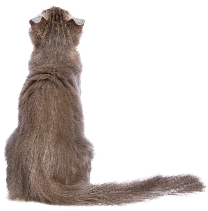 Lilac blotched tabby American Curl cat / kitten, on transparent background