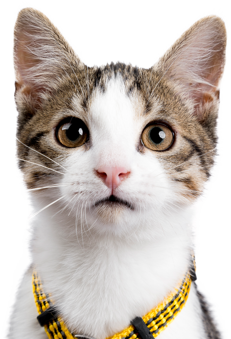 European shorthair kitten / cat on transparent background.