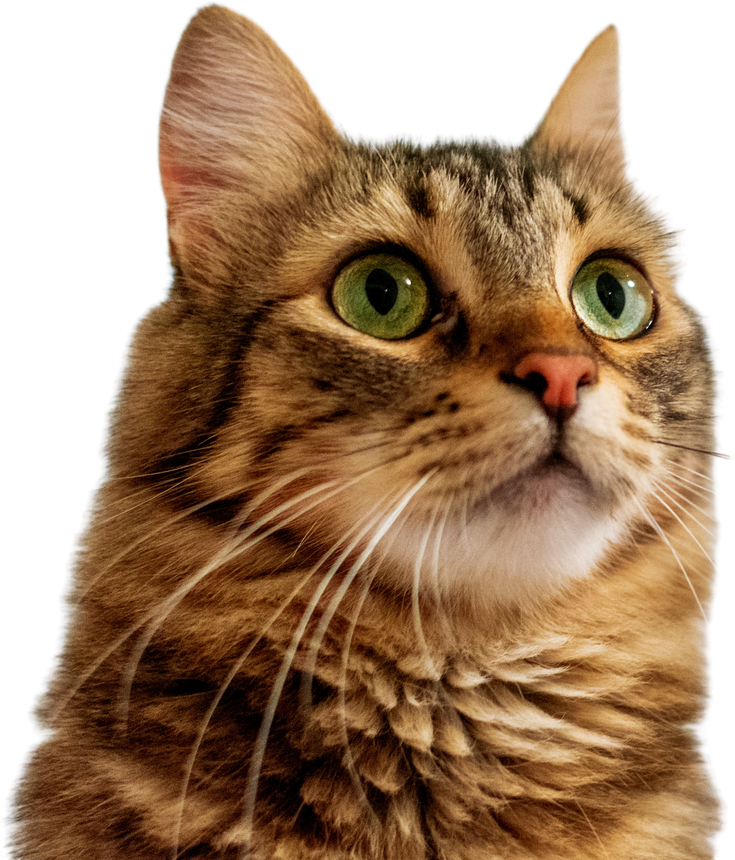 Cute Cat on transparent background