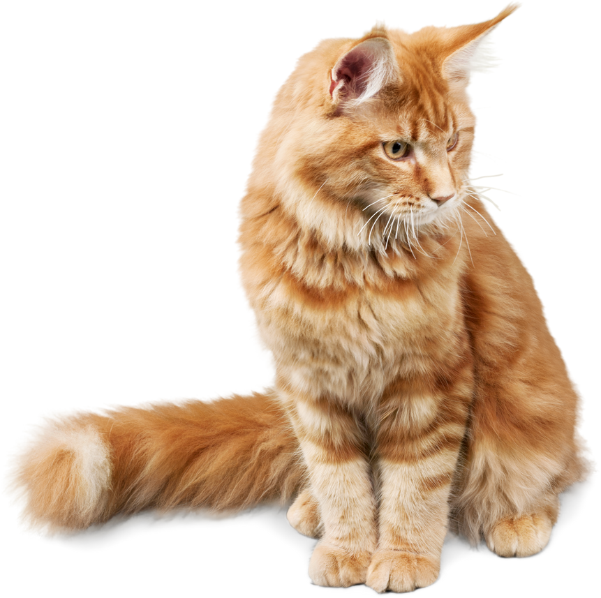 Cute Ginger Cat