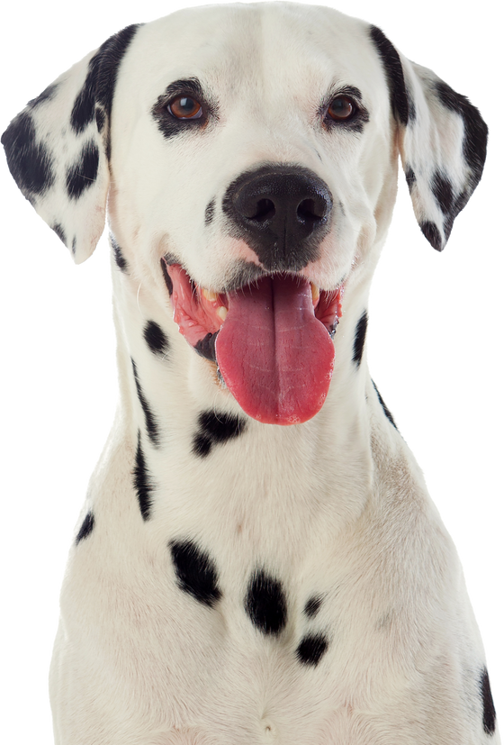 Beautiful Dalmatian Dog