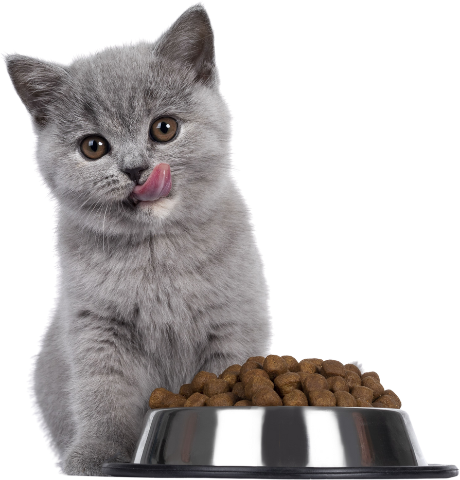 British Shorthair kitten with dry food on trabsparent background