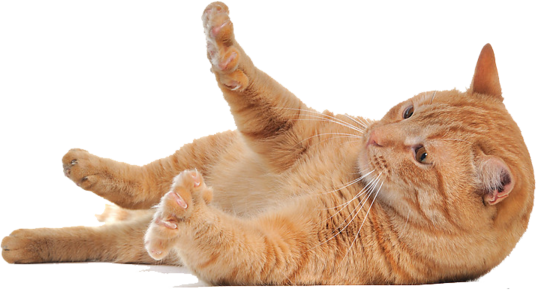 Playful Orange Cat