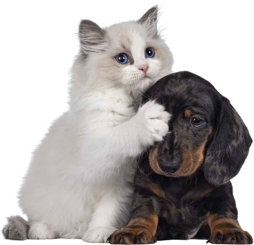 Ragdoll kitten and Dachshund pup on transparent