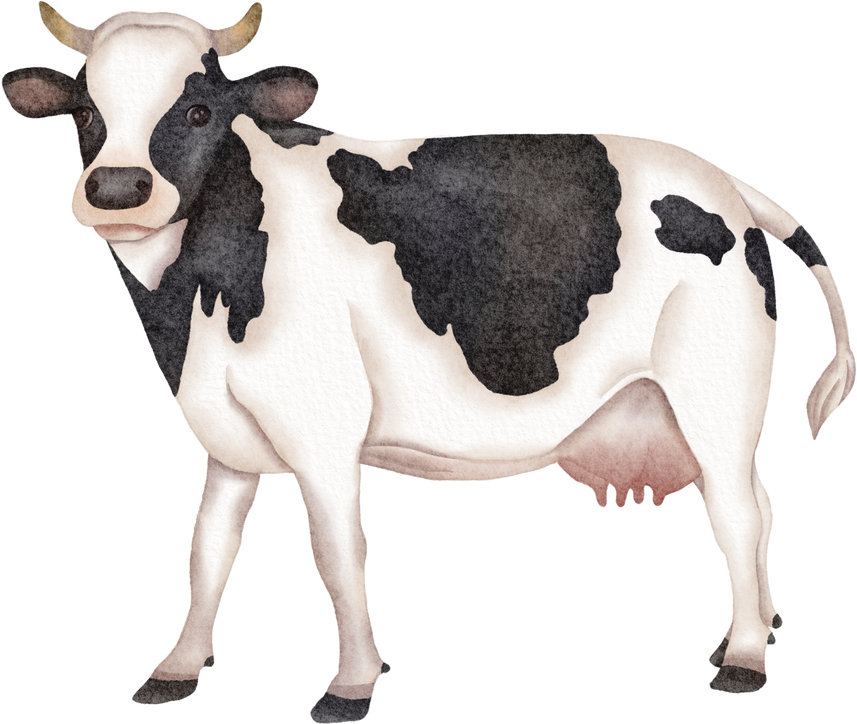 watercolor cow