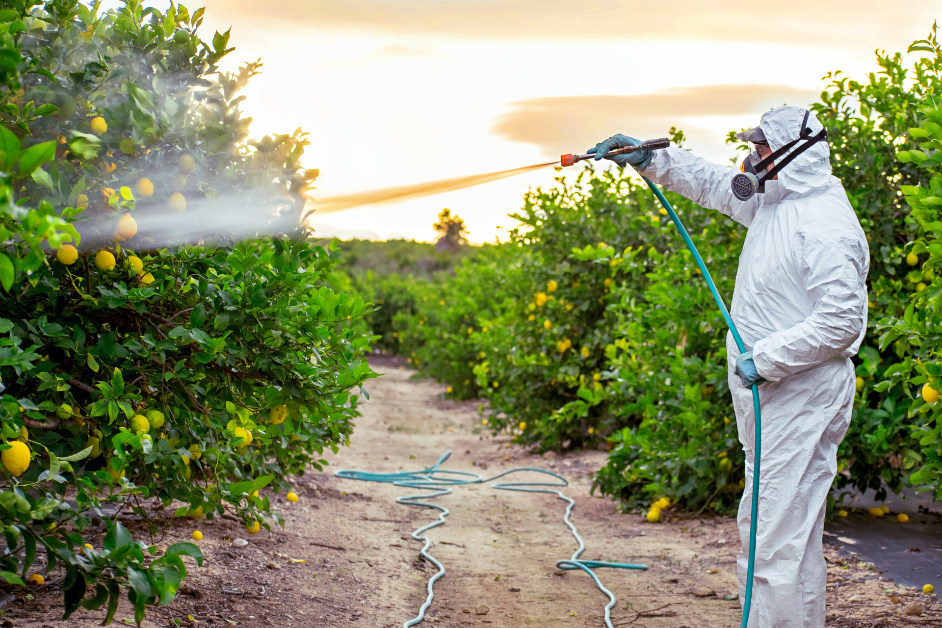 Farmer spray pesticides, pesticide on fruit lemon trees.