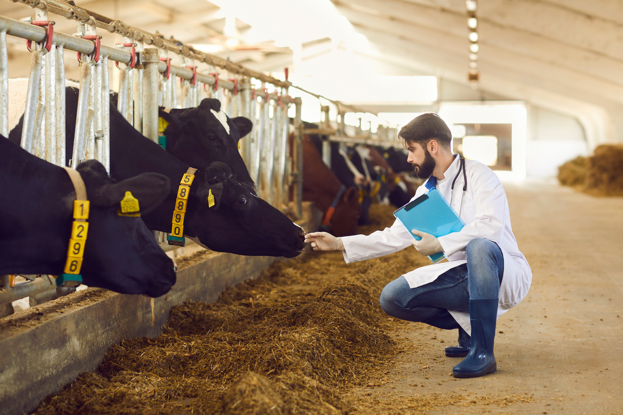 Serious Livestock Veterinarian with Clipboard in Hand Checking on Cows on Dairy Farm